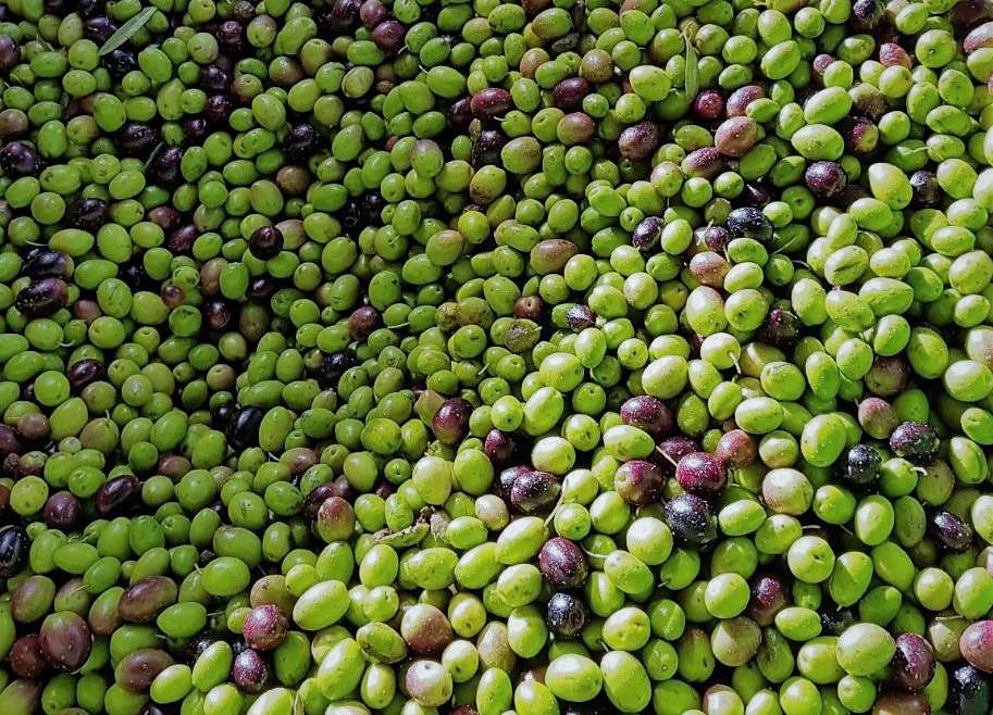 Was ist so besonders an Olivenölen der frühen Ernte?